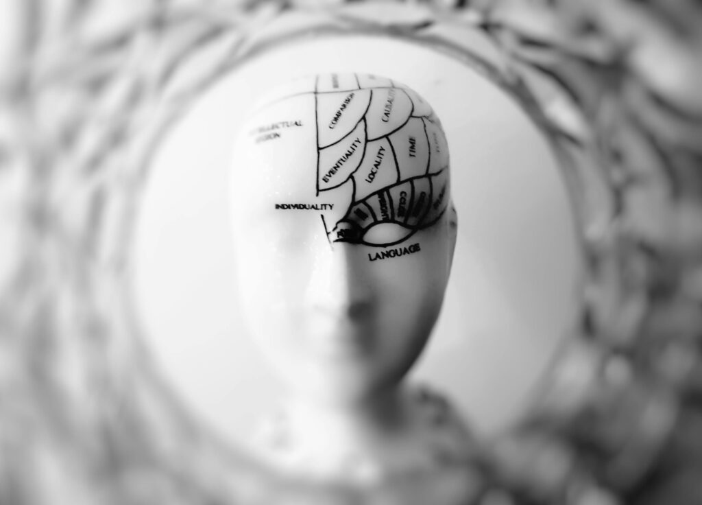 Close-up black and white image of a phrenology head with brain sections labeled.